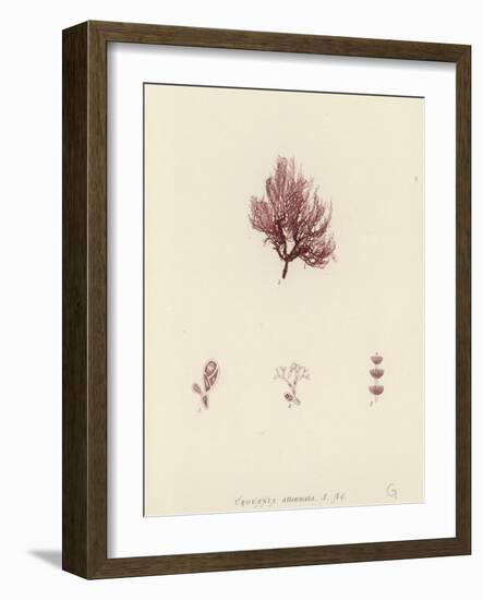 British Sea-Weed-null-Framed Giclee Print