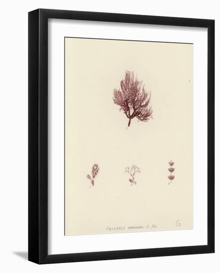 British Sea-Weed-null-Framed Giclee Print