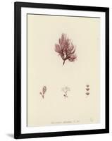 British Sea-Weed-null-Framed Giclee Print