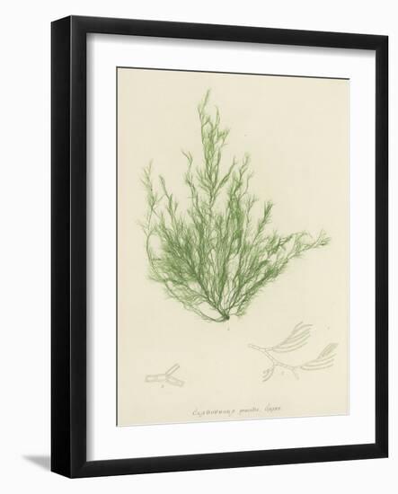 British Sea-Weed-null-Framed Giclee Print