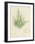 British Sea-Weed-null-Framed Giclee Print