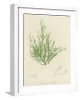 British Sea-Weed-null-Framed Giclee Print