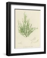 British Sea-Weed-null-Framed Premium Giclee Print