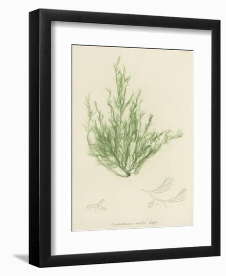 British Sea-Weed-null-Framed Premium Giclee Print