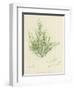 British Sea-Weed-null-Framed Premium Giclee Print