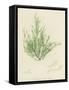 British Sea-Weed-null-Framed Stretched Canvas