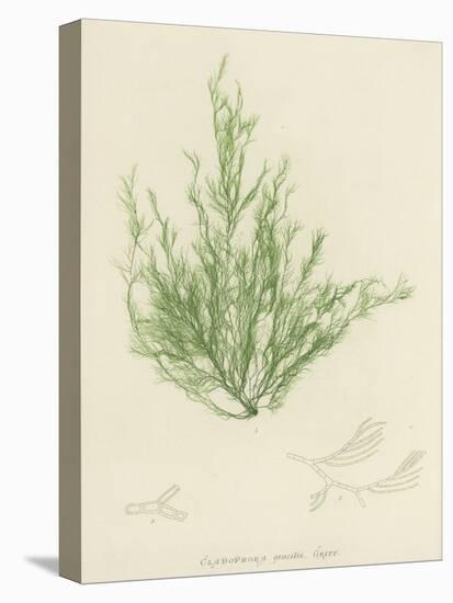 British Sea-Weed-null-Stretched Canvas