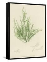 British Sea-Weed-null-Framed Stretched Canvas