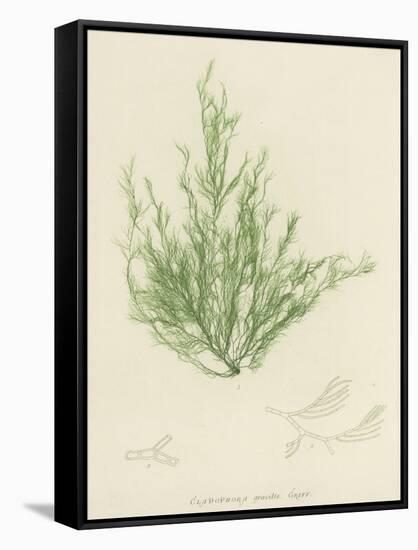 British Sea-Weed-null-Framed Stretched Canvas