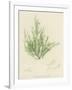 British Sea-Weed-null-Framed Giclee Print