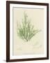 British Sea-Weed-null-Framed Giclee Print