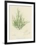 British Sea-Weed-null-Framed Giclee Print