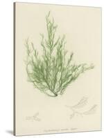 British Sea-Weed-null-Stretched Canvas