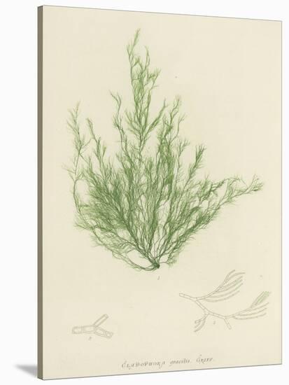 British Sea-Weed-null-Stretched Canvas