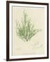 British Sea-Weed-null-Framed Giclee Print