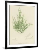 British Sea-Weed-null-Framed Giclee Print