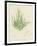 British Sea-Weed-null-Framed Giclee Print