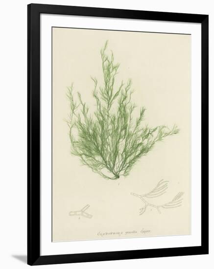 British Sea-Weed-null-Framed Giclee Print