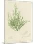 British Sea-Weed-null-Mounted Giclee Print