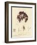 British Sea-Weed-null-Framed Premium Giclee Print