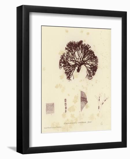 British Sea-Weed-null-Framed Premium Giclee Print