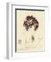 British Sea-Weed-null-Framed Giclee Print