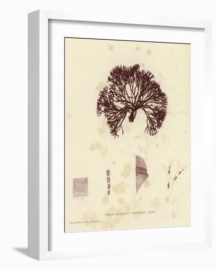 British Sea-Weed-null-Framed Giclee Print