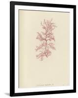 British Sea-Weed-null-Framed Giclee Print