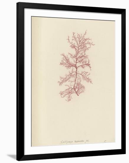 British Sea-Weed-null-Framed Giclee Print