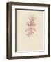 British Sea-Weed-null-Framed Giclee Print