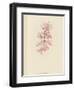 British Sea-Weed-null-Framed Giclee Print