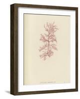 British Sea-Weed-null-Framed Giclee Print