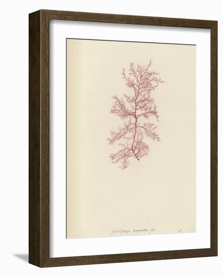 British Sea-Weed-null-Framed Giclee Print