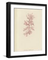 British Sea-Weed-null-Framed Giclee Print