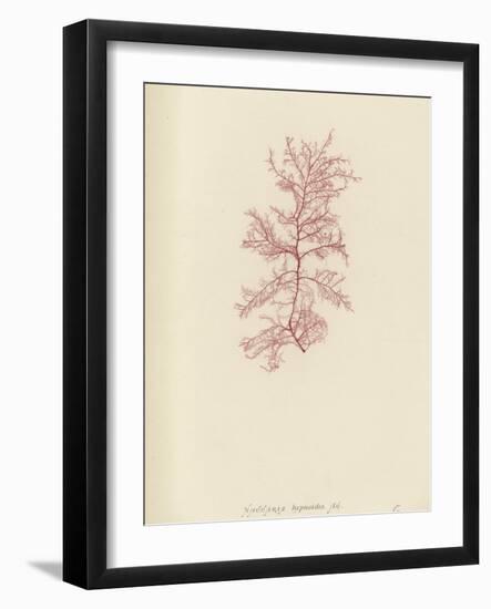 British Sea-Weed-null-Framed Giclee Print