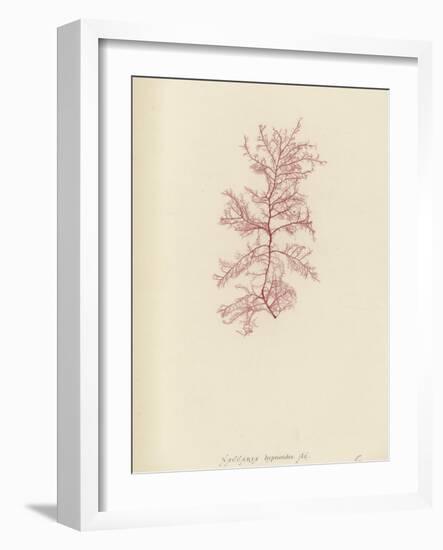 British Sea-Weed-null-Framed Giclee Print