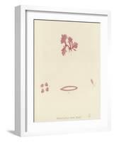 British Sea-Weed-null-Framed Giclee Print