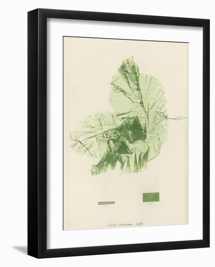 British Sea-Weed-null-Framed Giclee Print