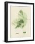 British Sea-Weed-null-Framed Giclee Print