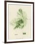 British Sea-Weed-null-Framed Giclee Print