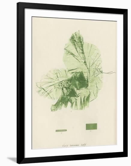 British Sea-Weed-null-Framed Giclee Print