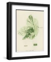 British Sea-Weed-null-Framed Premium Giclee Print