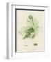 British Sea-Weed-null-Framed Premium Giclee Print