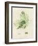 British Sea-Weed-null-Framed Giclee Print