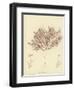 British Sea-Weed-null-Framed Premium Giclee Print