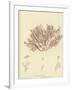 British Sea-Weed-null-Framed Giclee Print