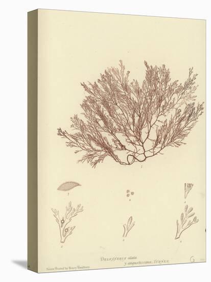 British Sea-Weed-null-Stretched Canvas