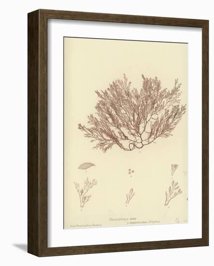 British Sea-Weed-null-Framed Giclee Print