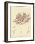 British Sea-Weed-null-Framed Giclee Print