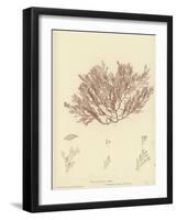 British Sea-Weed-null-Framed Giclee Print